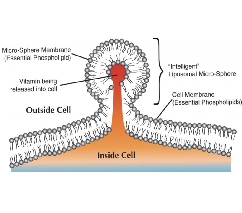 Doppelte Absorptions rate
