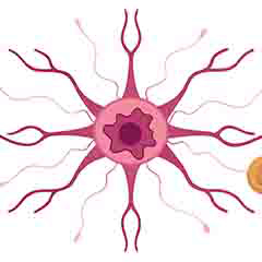 Gesundheit des Nervensystems