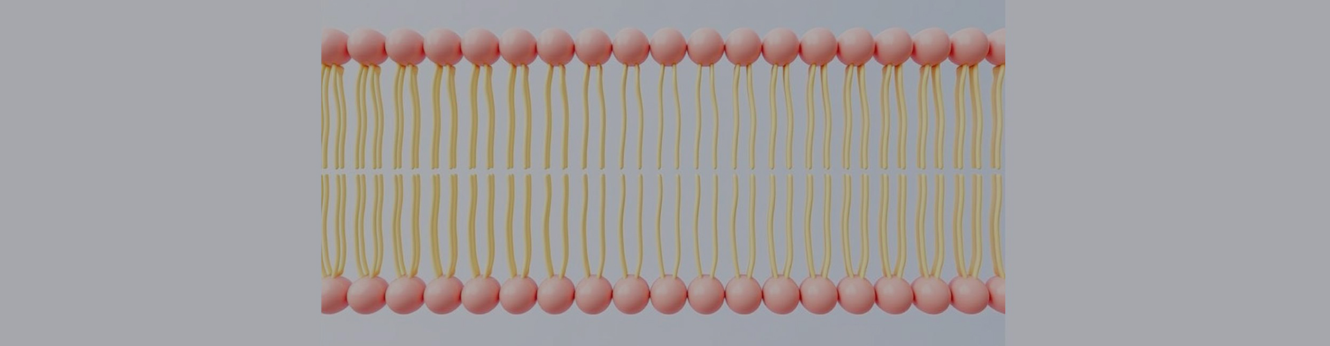 Liposomale Anpassung