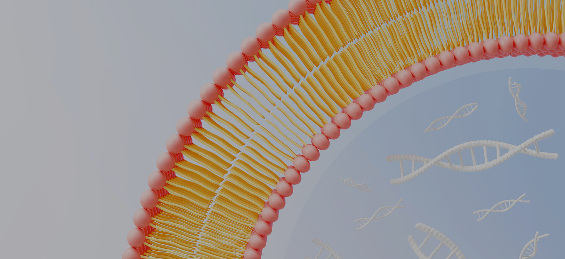 Warum wählen Sie LiposoMore?