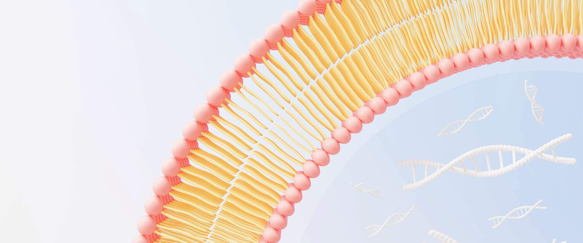 Was sind liposomale Vitamine