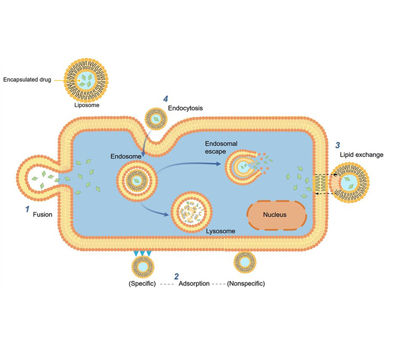 Targeting und nachhaltige Freigabe