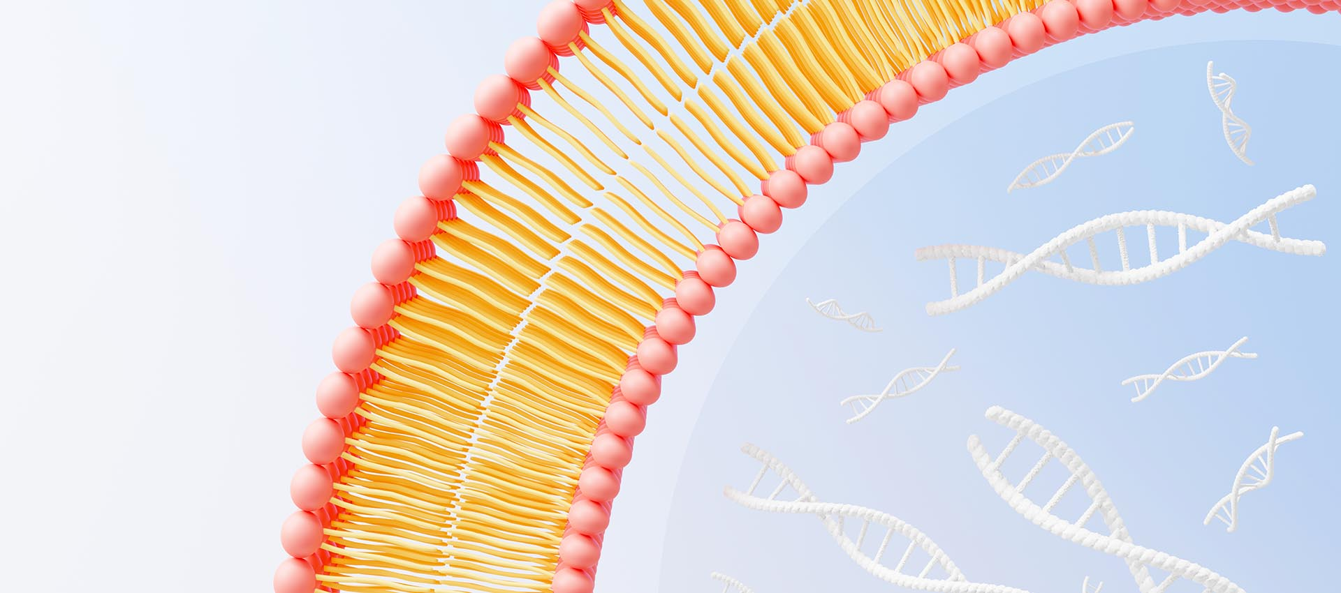 Liposomale Folsäure