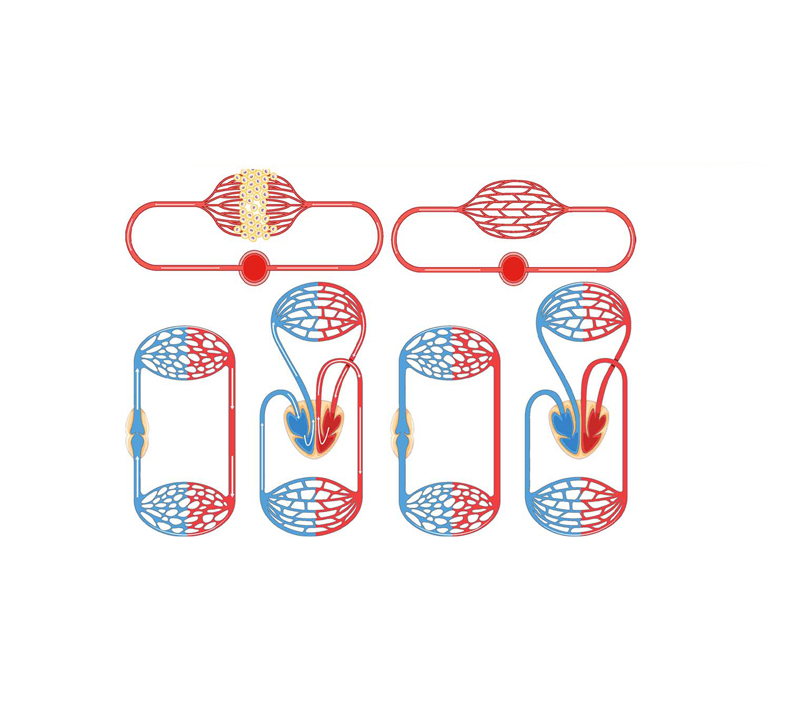 Unterstützt Energie-und Mitochondrien funktion