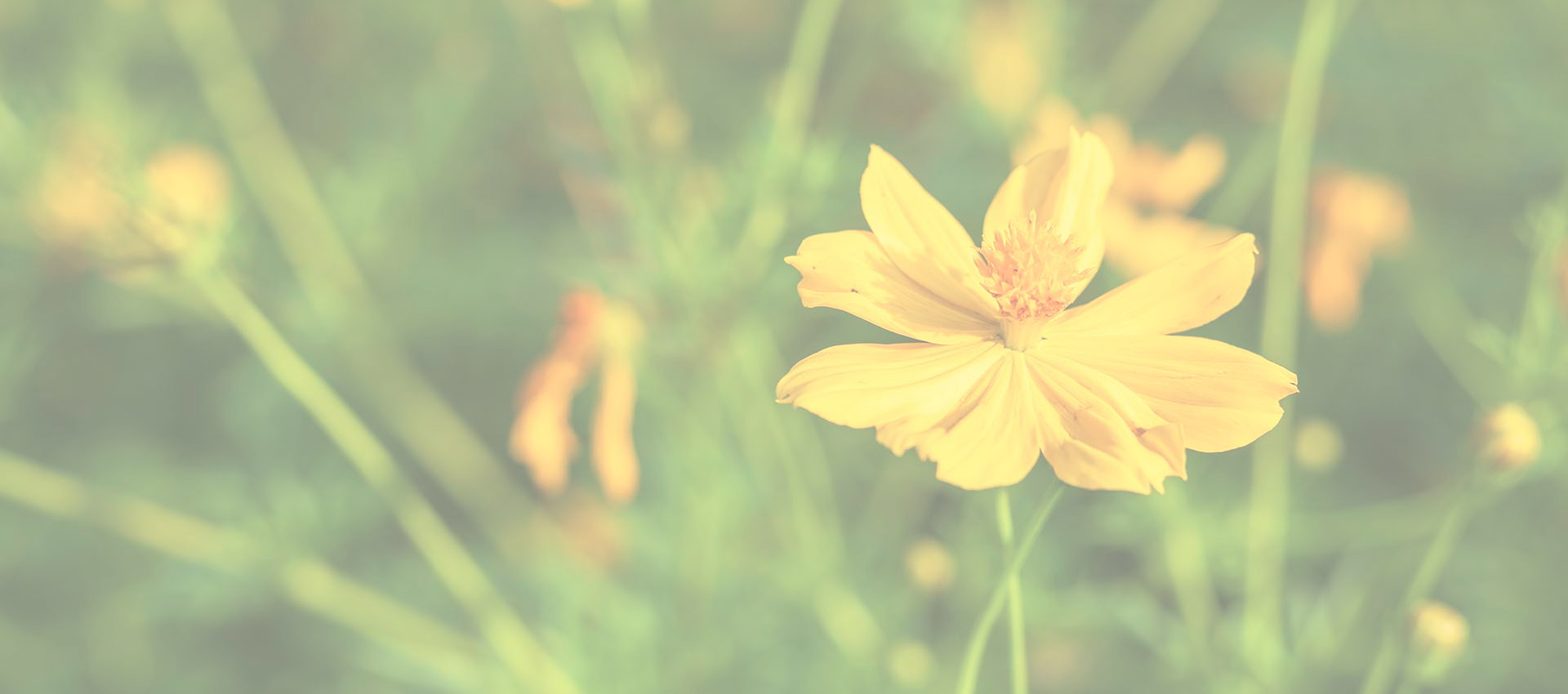 Liposomale Berberin hydrochlorid