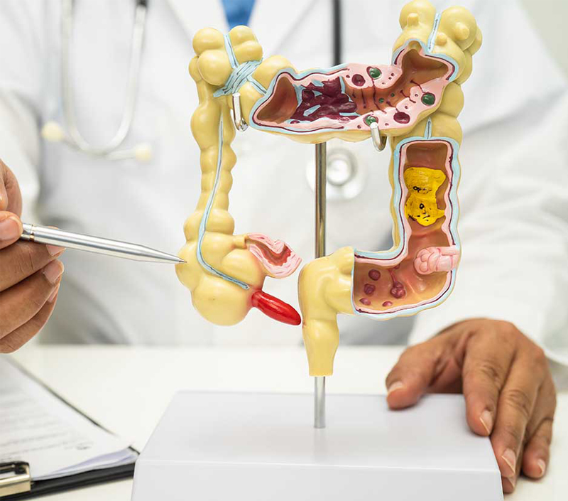 Ideal für Stoffwechsel-und Verdauungs-Wellness