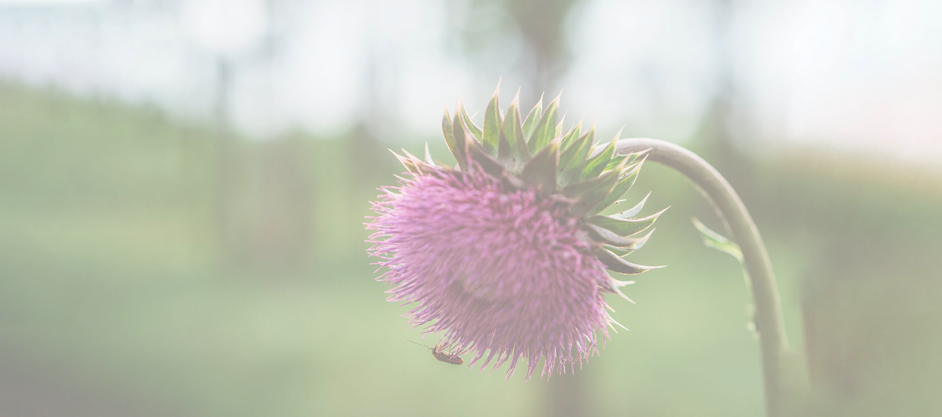 Liposomale Sily marin