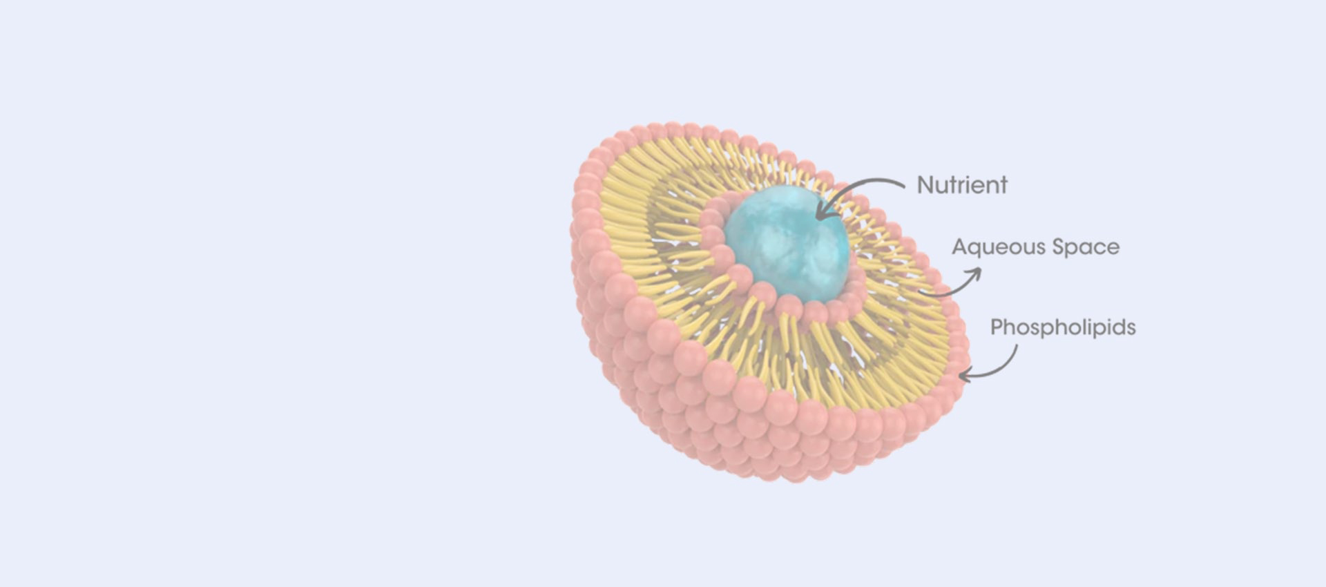 Liposomale Resveratrol