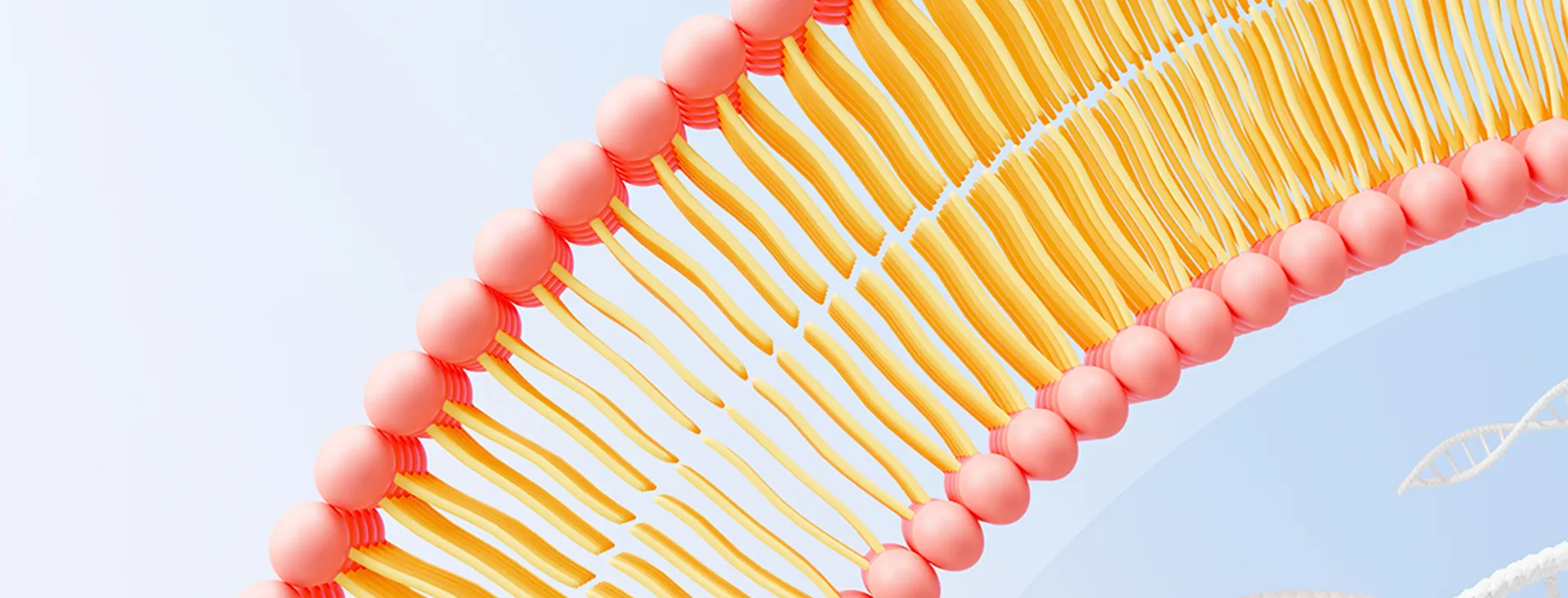 Liposomale Inhaltsstoffe Hersteller